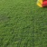 马尼拉草坪草