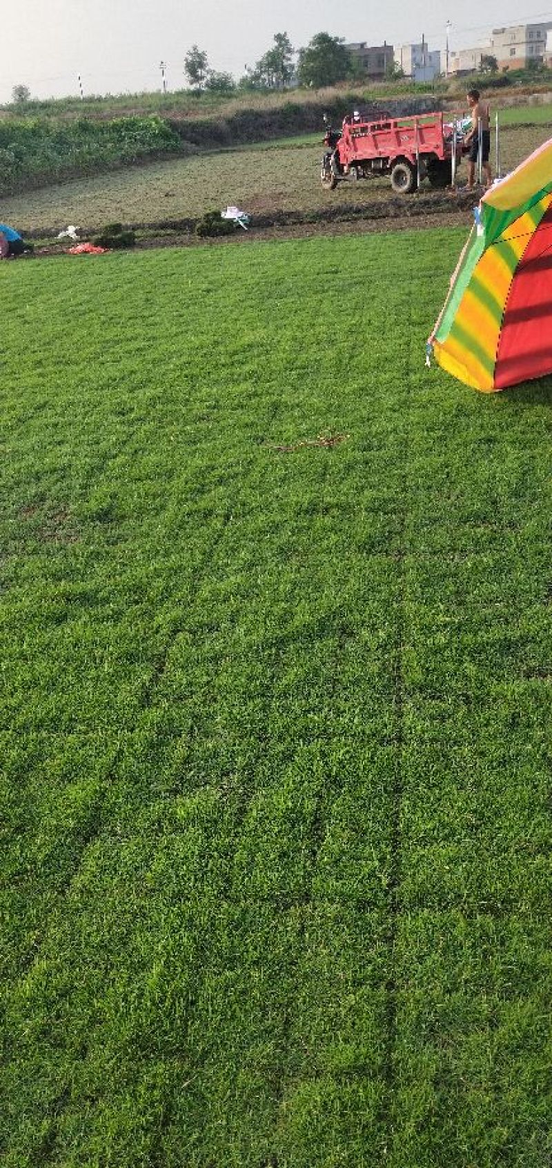 马尼拉草坪草