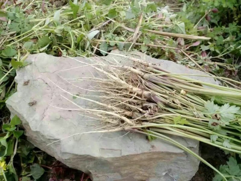 精品当归苗
