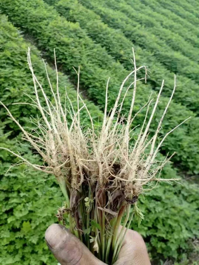 精品当归苗