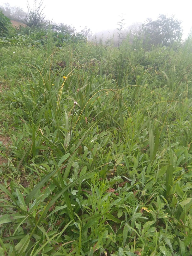 白芨种苗