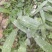 白芨种苗