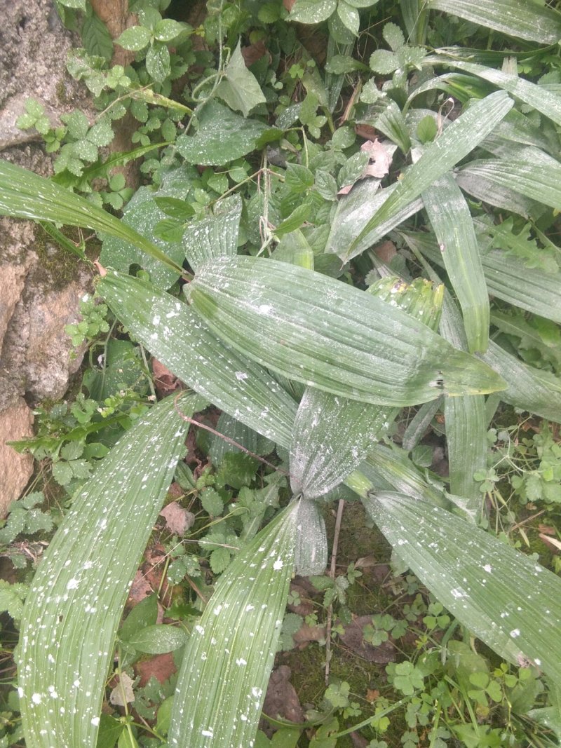 白芨种苗