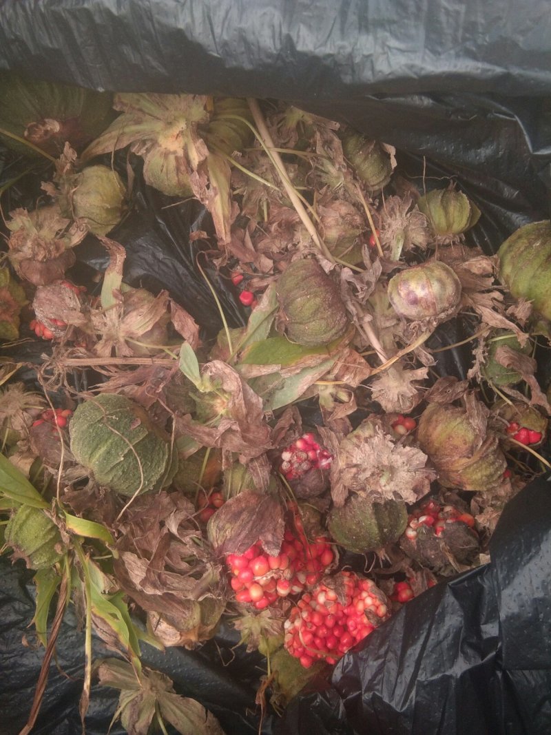 白芨种苗