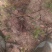 白芨种苗