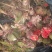 白芨种苗
