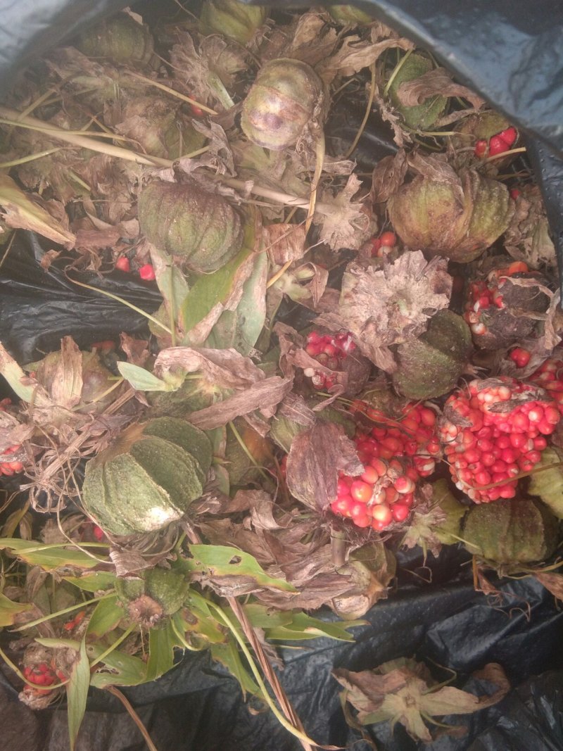 白芨种苗