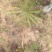 白芨种苗