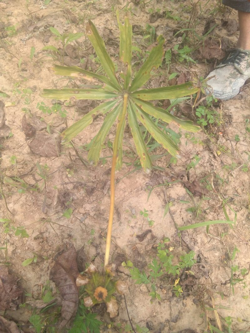 白芨种苗