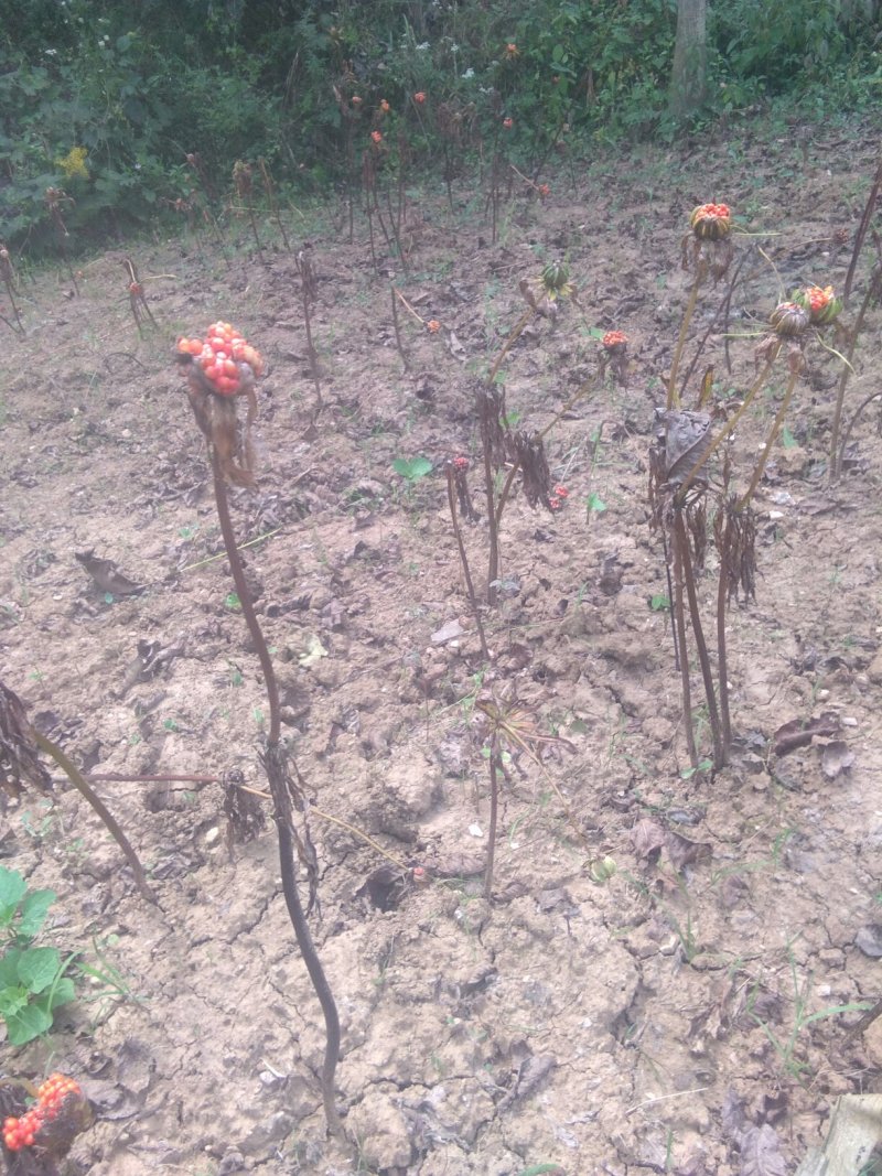 白芨种苗