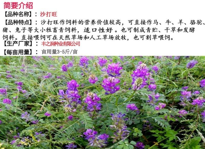 沙打旺种子牧草种子家禽牲畜喜食产量高