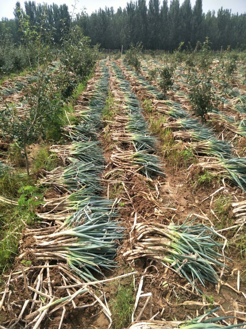 大葱毛葱30cm-40cm以上