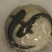 大口鲶鱼，