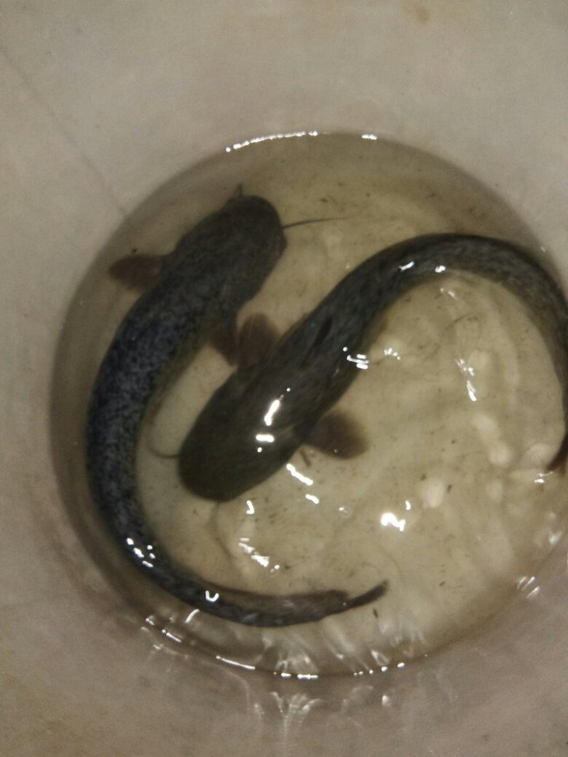 大口鲶鱼，