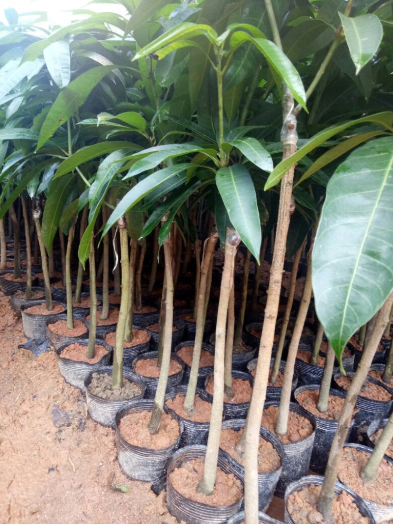 广西芒果树苗金煌贵妃凯特桂七台农嫁接芒果苗矮化特大南方种