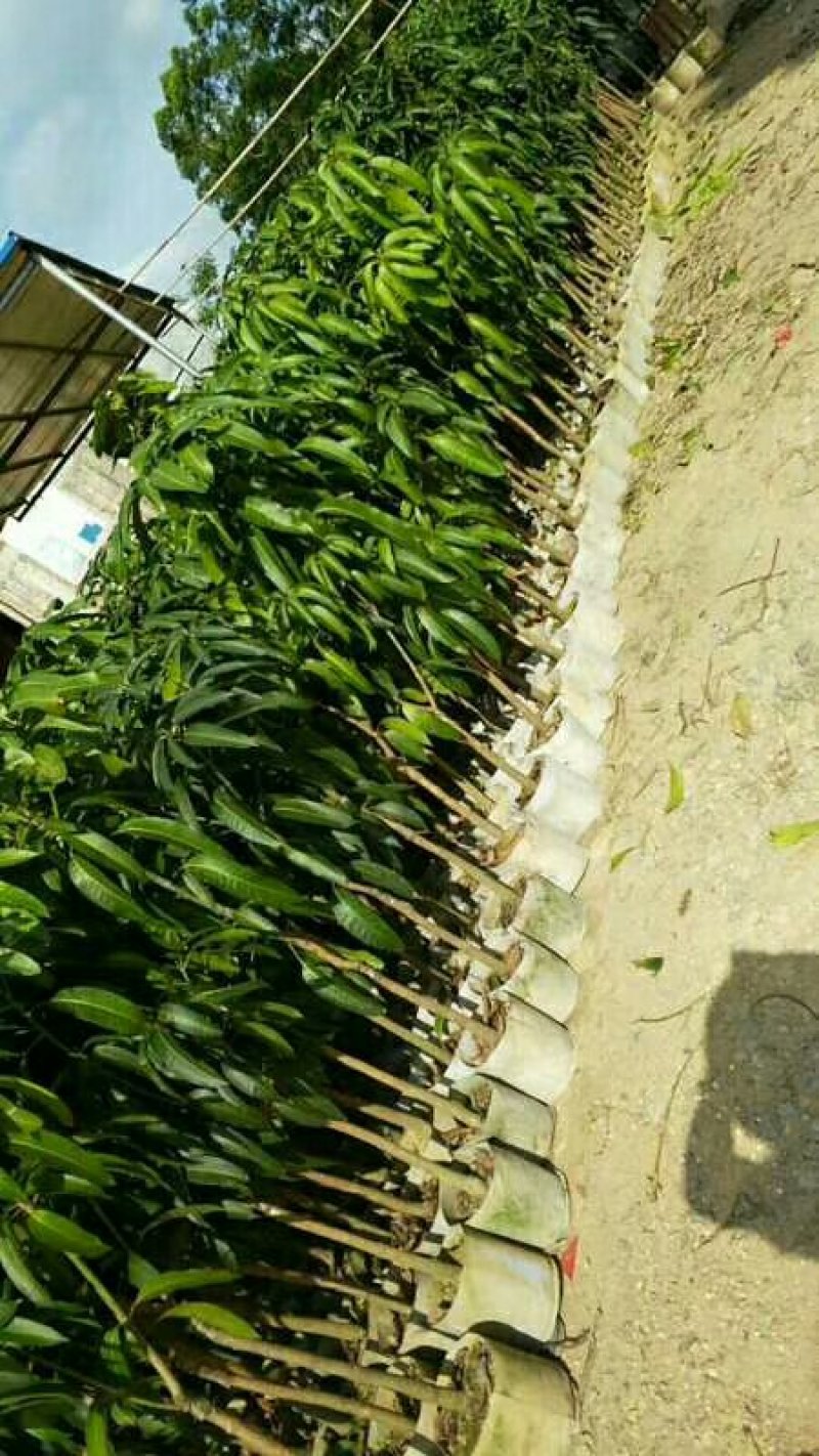 广西芒果树苗金煌贵妃凯特桂七台农嫁接芒果苗矮化特大南方种