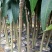 广西芒果树苗金煌贵妃凯特桂七台农嫁接芒果苗矮化特大南方种