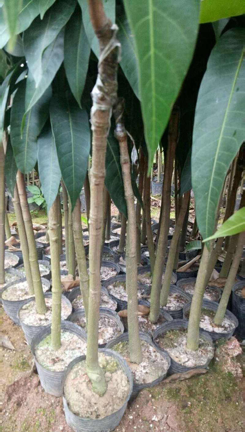 广西芒果树苗金煌贵妃凯特桂七台农嫁接芒果苗矮化特大南方种