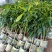 广西芒果树苗金煌贵妃凯特桂七台农嫁接芒果苗矮化特大南方种