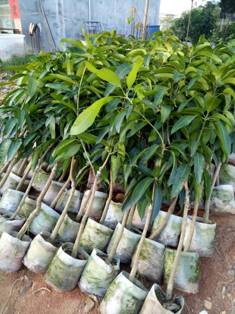 广西芒果树苗金煌贵妃凯特桂七台农嫁接芒果苗矮化特大南方种