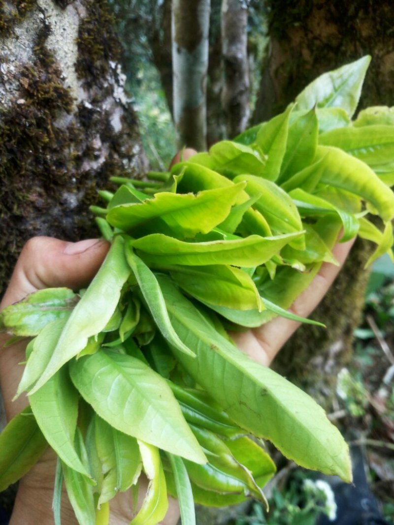 云南普洱茶海拔高1400以上米是中缅边境生态茶