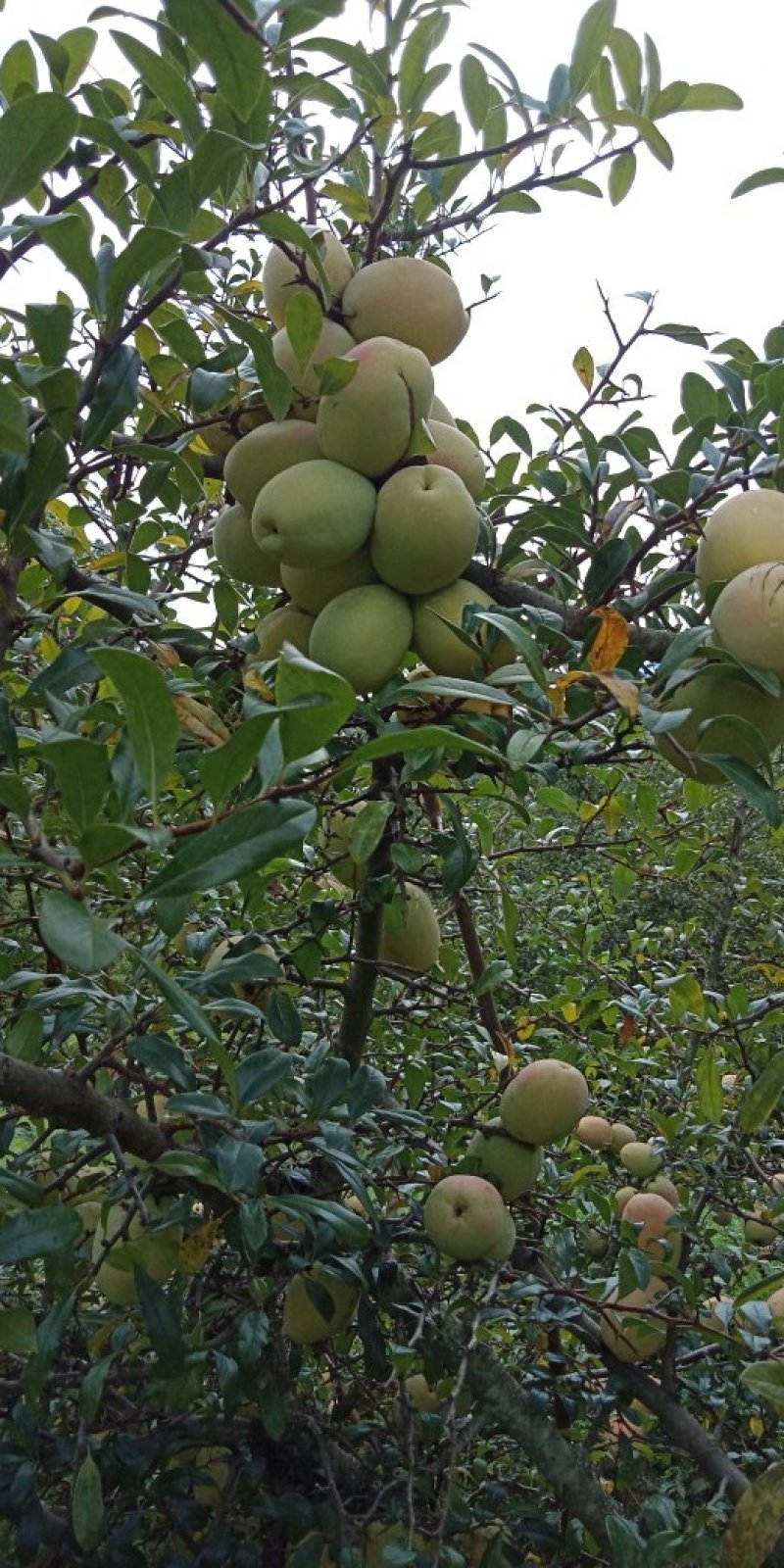 酸木瓜