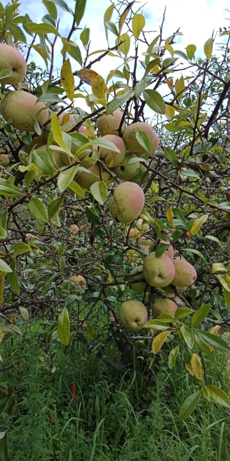 酸木瓜