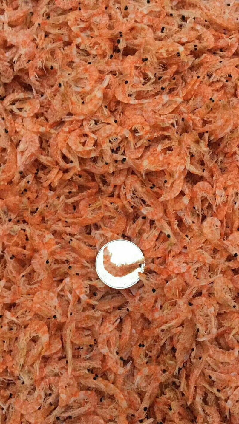 大个南极磷虾
