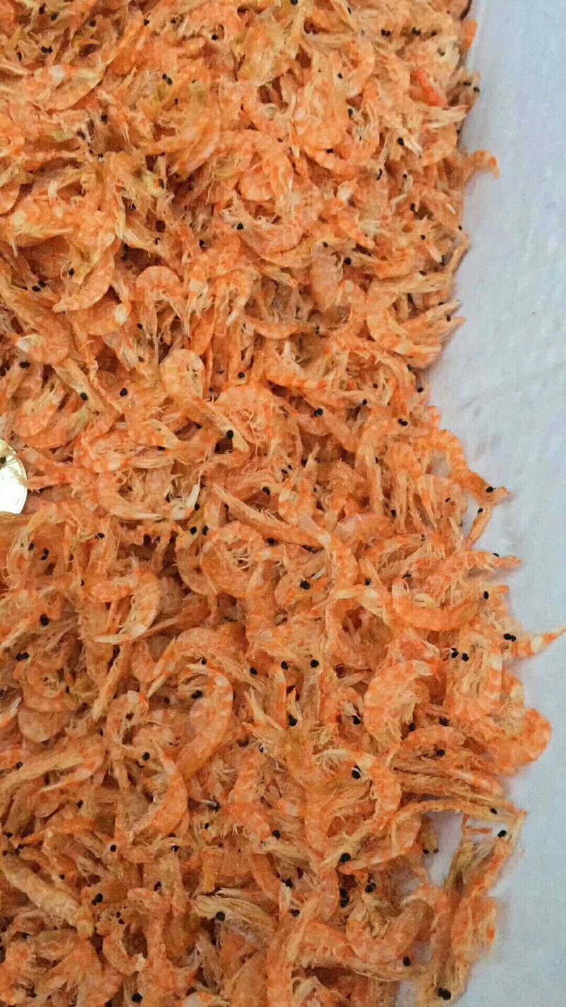 大个南极磷虾