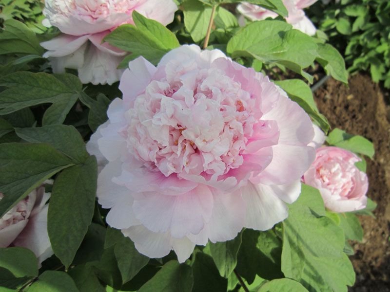 菏泽欣鼎观赏牡丹芍药批发基地，产地一手货源