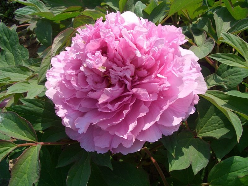菏泽欣鼎观赏牡丹芍药批发基地，产地一手货源