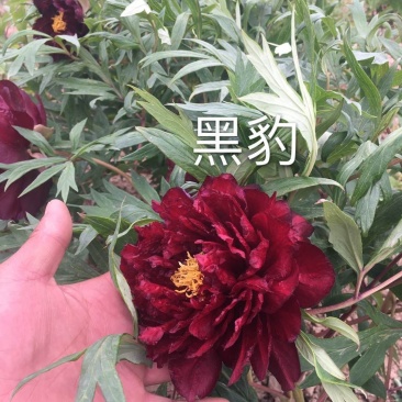菏泽欣鼎观赏牡丹芍药批发基地，产地一手货源
