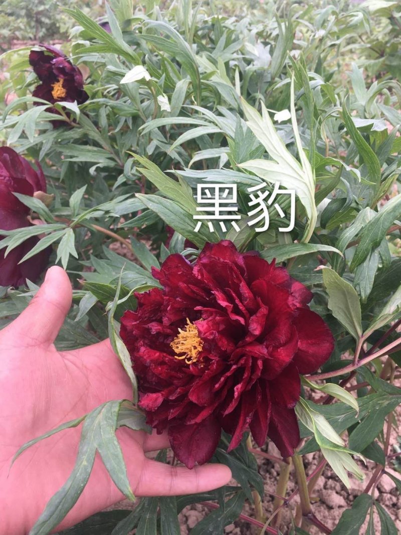 菏泽欣鼎观赏牡丹芍药批发基地，产地一手货源
