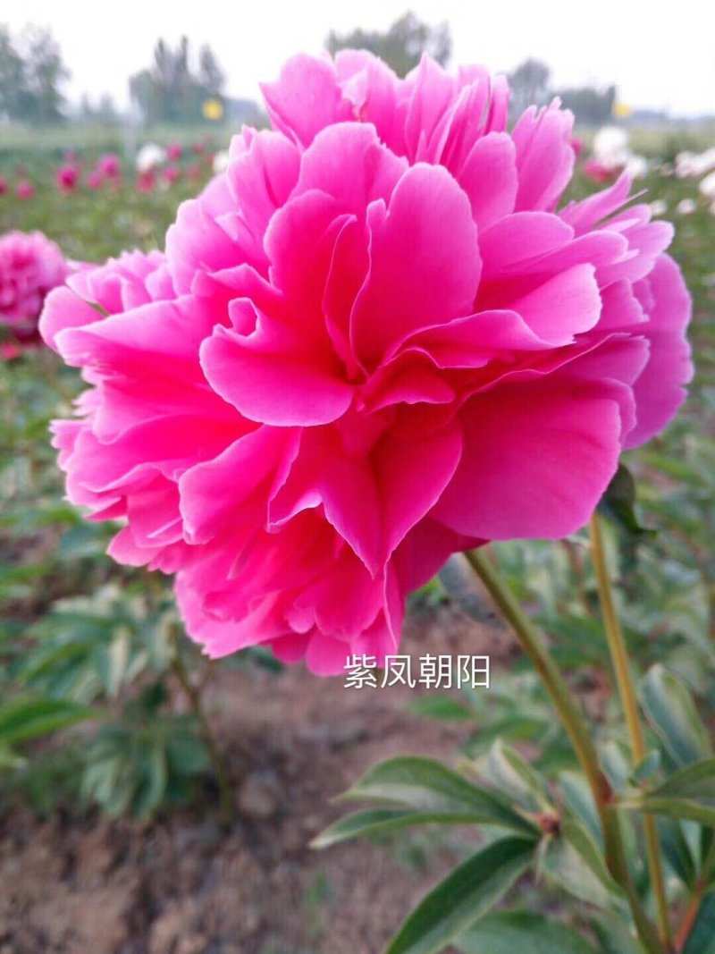 菏泽欣鼎观赏牡丹芍药批发基地，产地一手货源