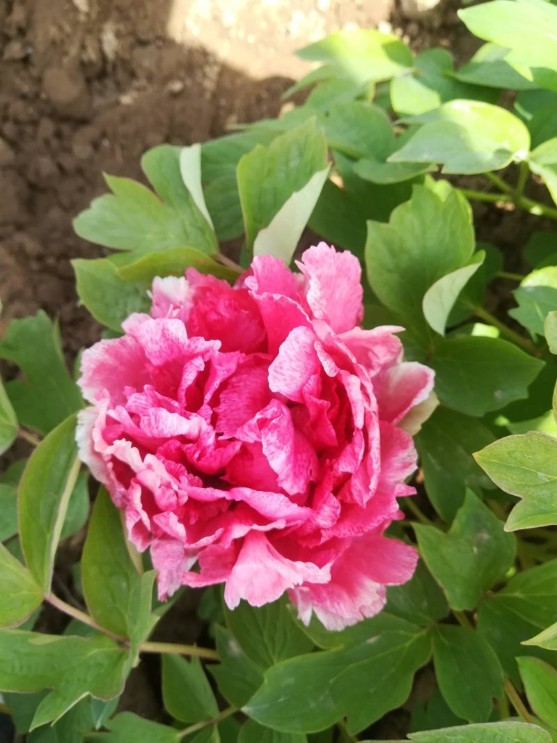菏泽欣鼎观赏牡丹芍药批发基地，产地一手货源