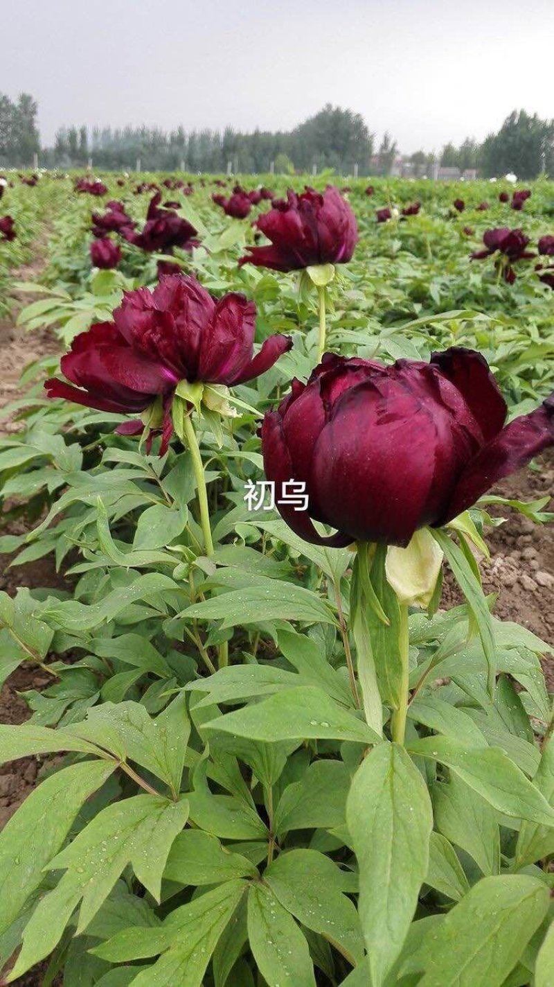 菏泽欣鼎观赏牡丹芍药批发基地，产地一手货源