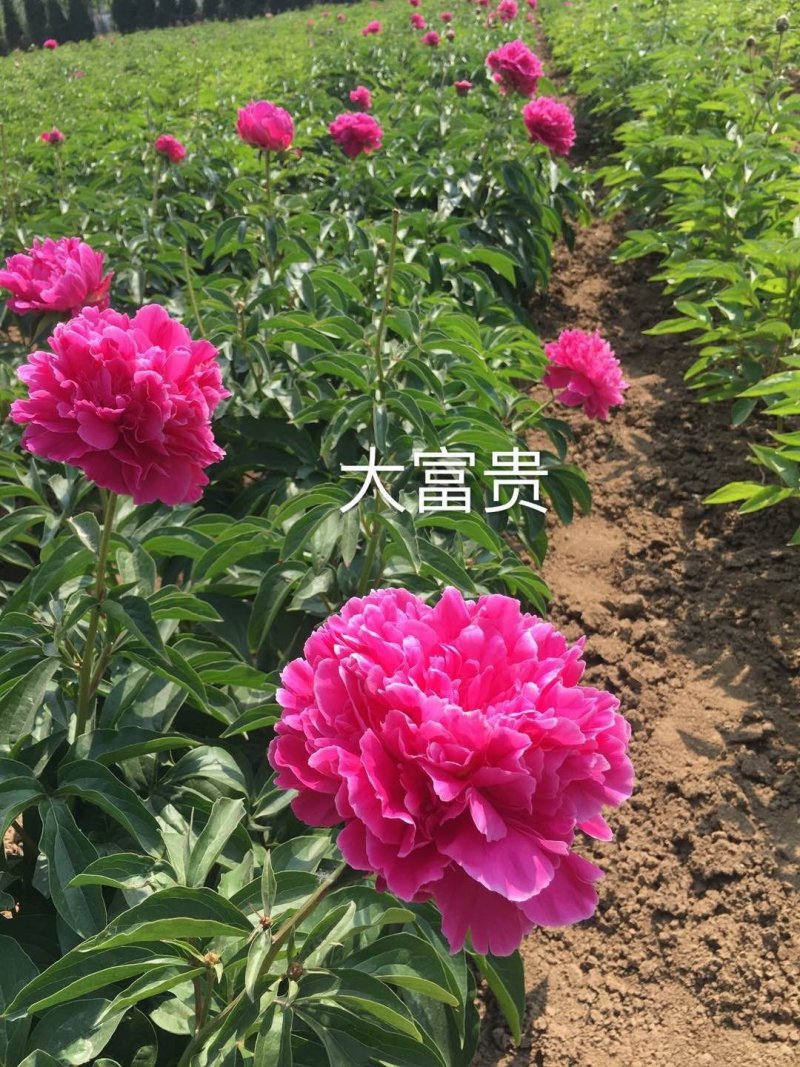 菏泽欣鼎观赏牡丹芍药批发基地，产地一手货源