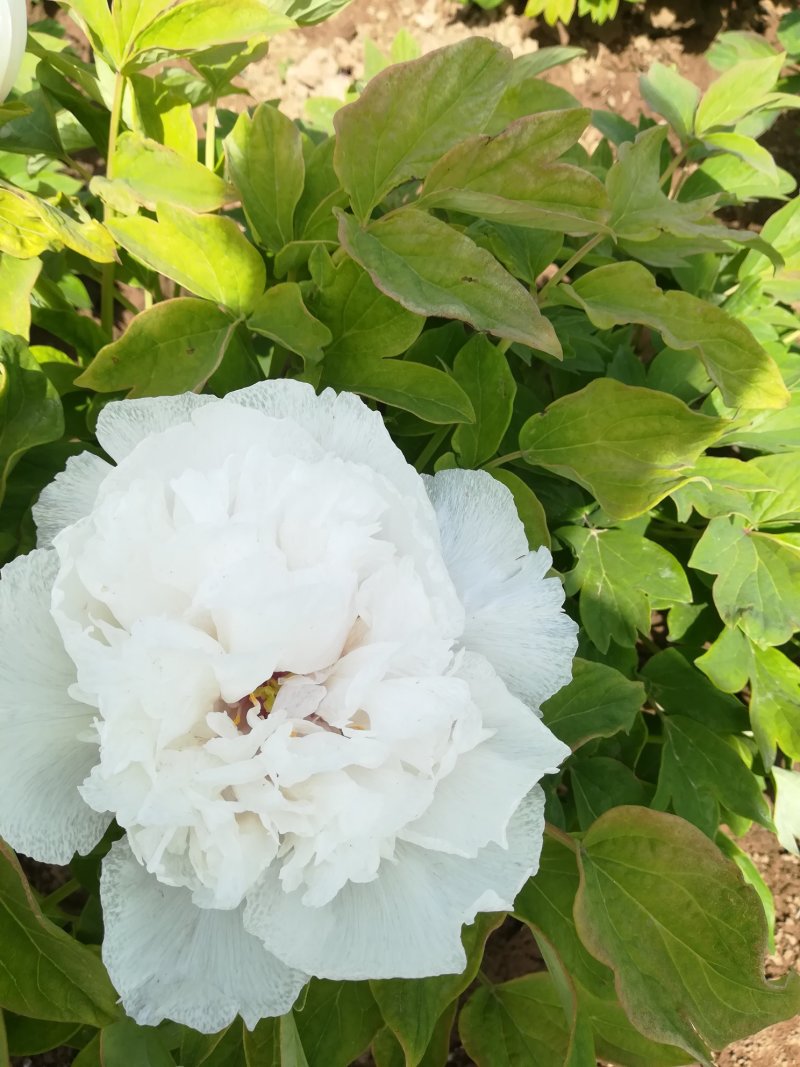 菏泽欣鼎观赏牡丹芍药批发基地，产地一手货源