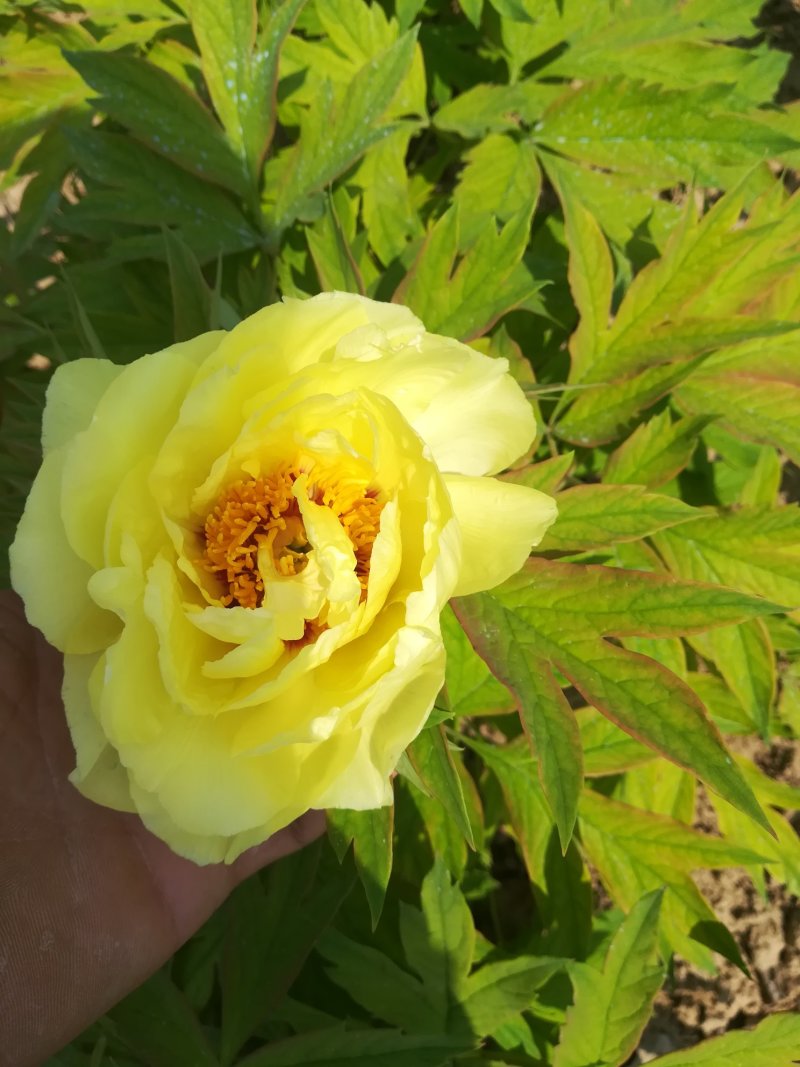 菏泽欣鼎观赏牡丹芍药批发基地，产地一手货源