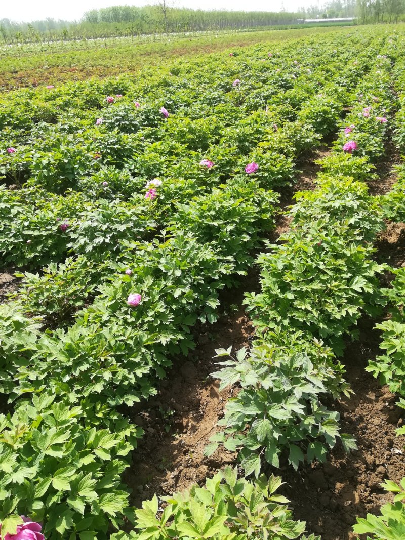 菏泽欣鼎观赏牡丹芍药批发基地，产地一手货源