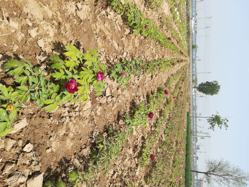 菏泽欣鼎观赏牡丹芍药批发基地，产地一手货源