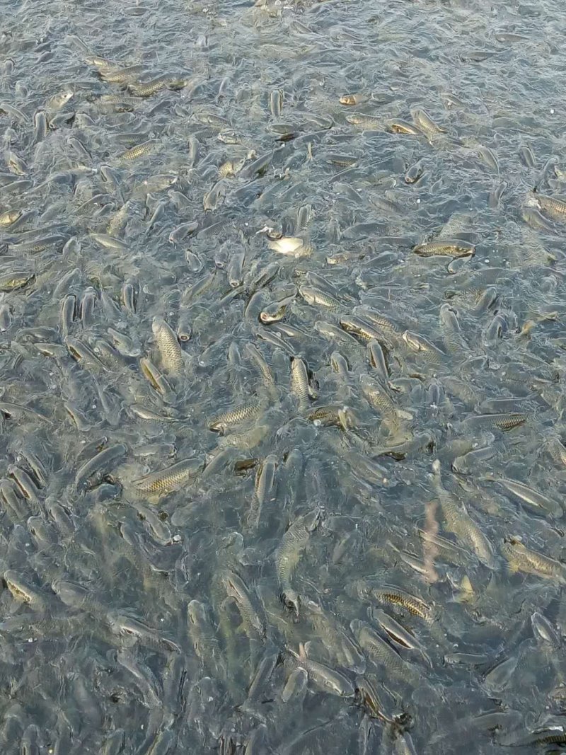 草鱼