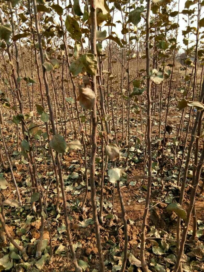 嫁接苹果苗2年苗红富士。烟富8号中秋王鲁梨苹果