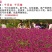 千日红种子包发芽花色漂亮花期长8斤/亩