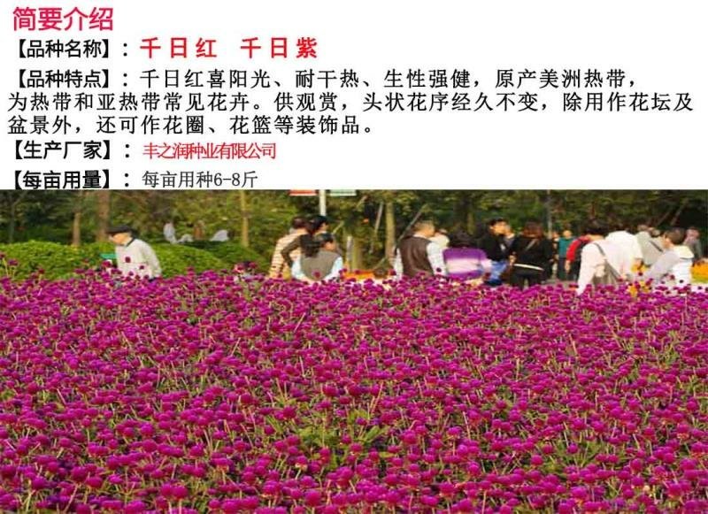 千日红种子包发芽花色漂亮花期长8斤/亩