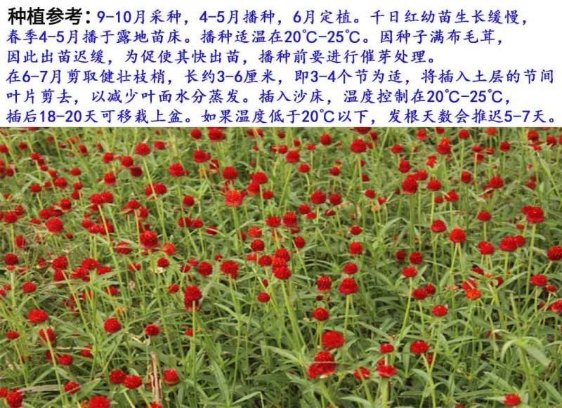 千日红种子包发芽花色漂亮花期长8斤/亩