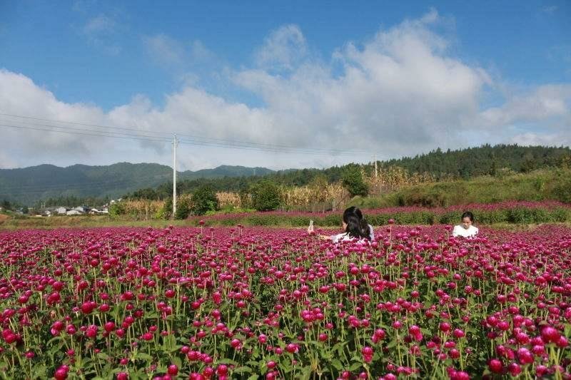 千日红种子包发芽花色漂亮花期长8斤/亩