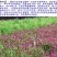 千日红种子包发芽花色漂亮花期长8斤/亩
