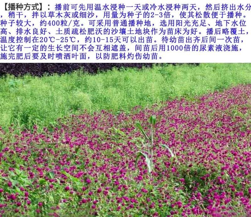 千日红种子包发芽花色漂亮花期长8斤/亩