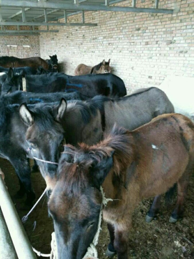骡子，驮骡，肉骡，小骡子都有需要的客商联系本人在线谈诚信